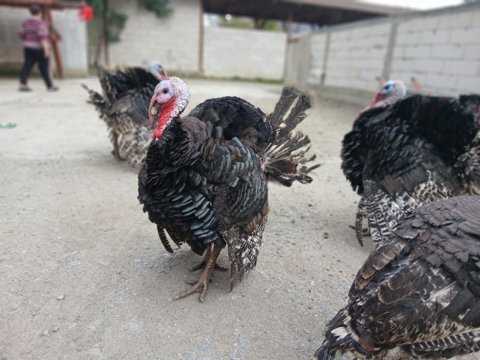 Vând curcani și curci crescuți bio !!!