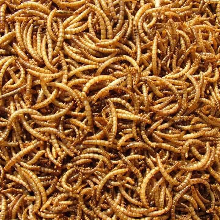 Мучний червь, Kepak qurti Behisob Protein, Oqsil + immunitet