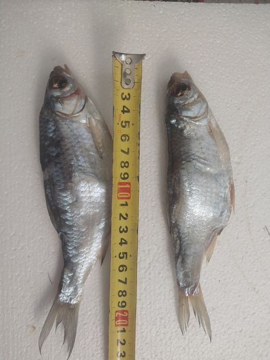 Вобла Лещ судачек