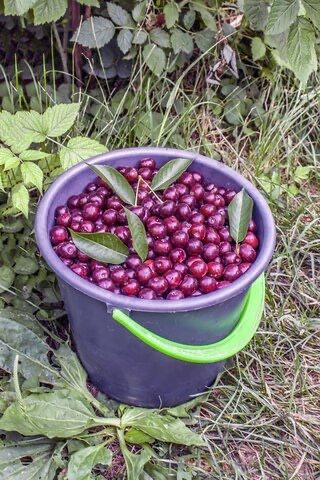Продается домашняя вишня
