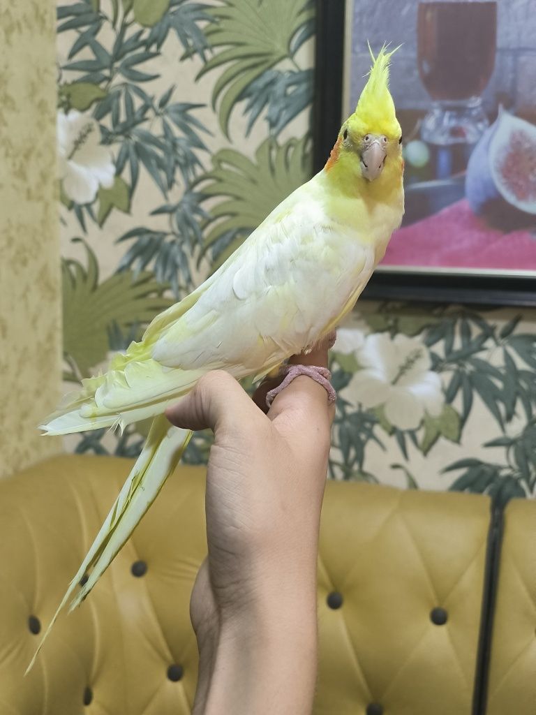 Ручные красавцы кореллы !