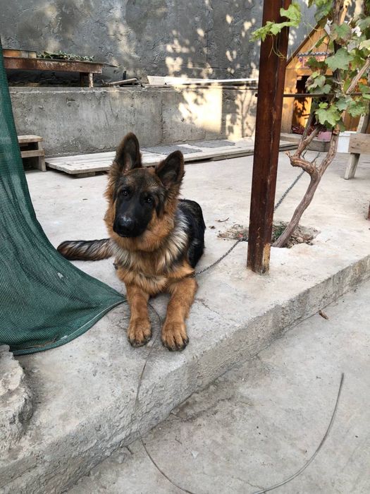 Немецкая овчарка чистокровная