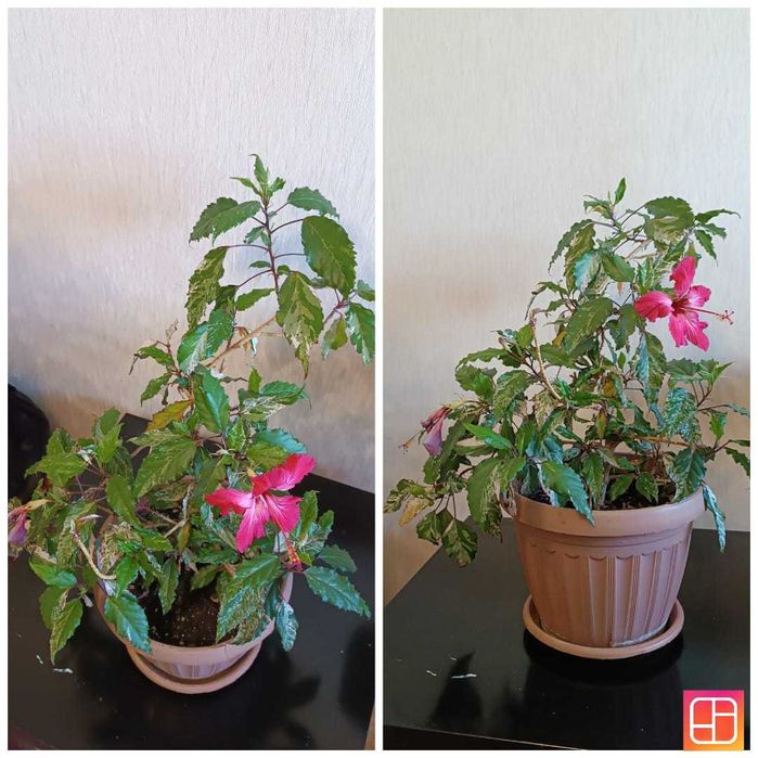Продам Гибискусы