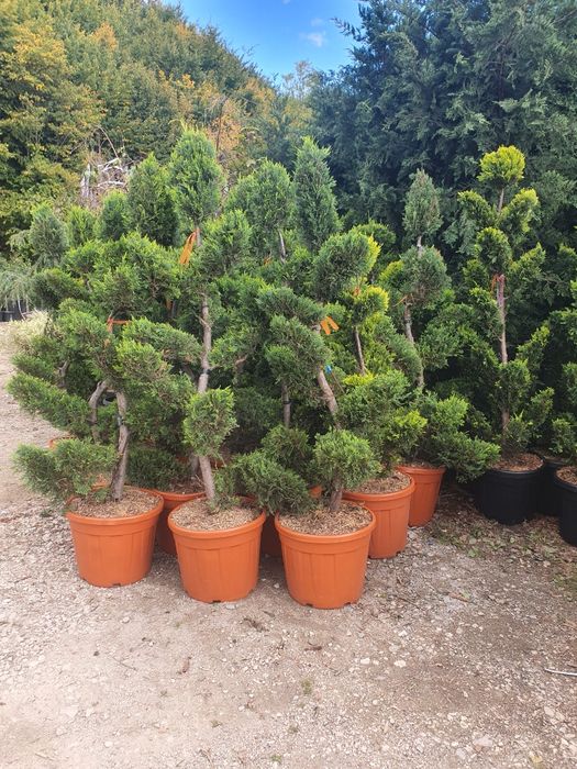 Vând plante ornamentale diferite specii