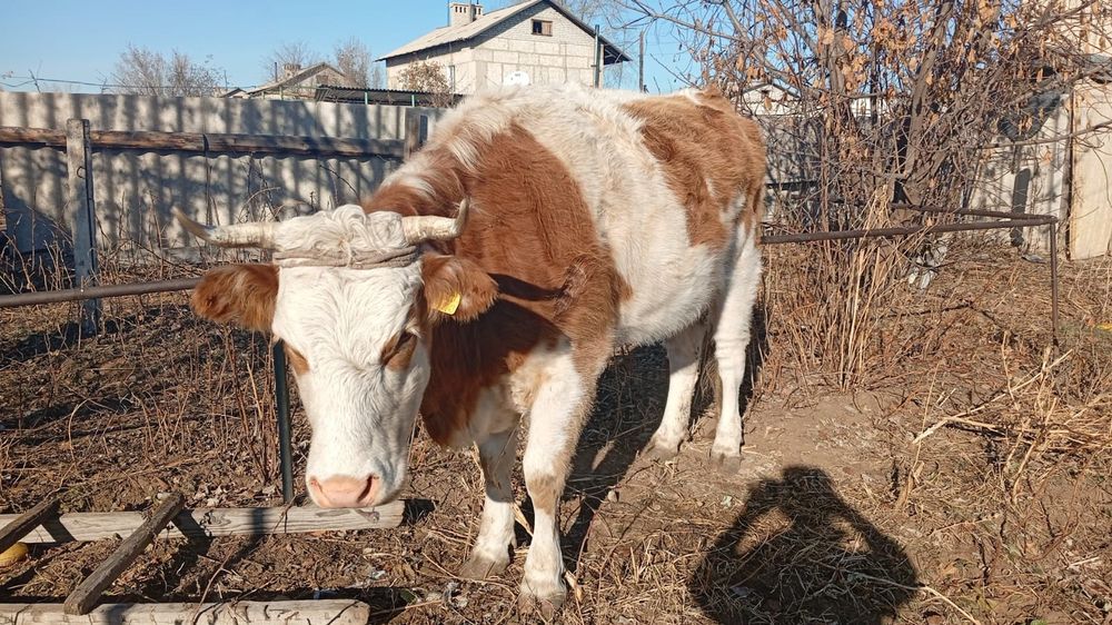 Продам корову только пришла с жайлау