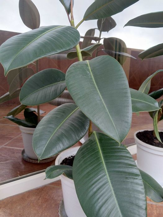 Vând ficus de cameră plantat în ghiveci, cu înălțimea de aprox. 1,2 m.