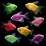 Тернеция Glo fish