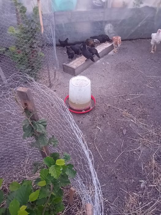 Vând pui de rasă