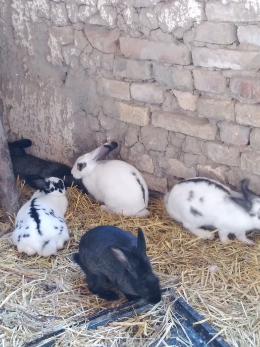 Кролики домашные