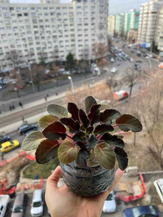 Violete de Parma batuta - „Violeta africana” - Saintpaulia