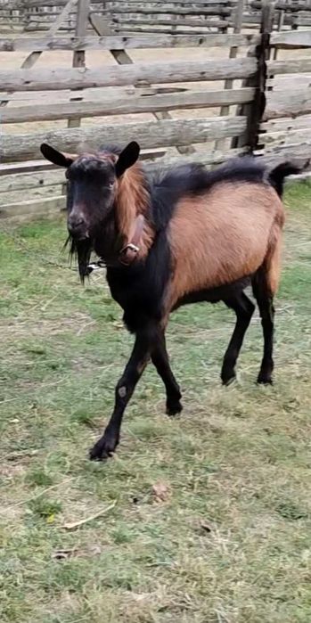 Țap alpin francez rasa pură, genetica bună / capre alpine franceze.