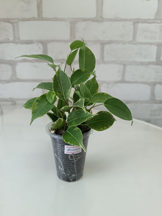 Фикус Кинки  продам