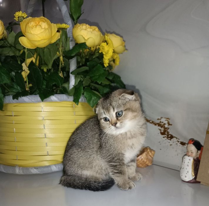 Продаётся Шотландский  котёнок Скоттиш Фолд .