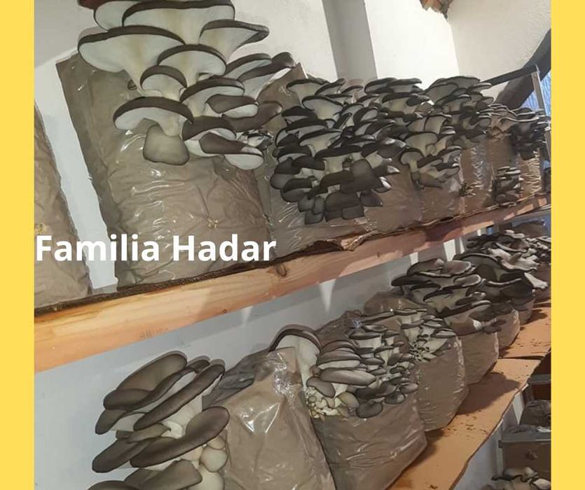 Compost gata pregatit insamantat cu Miceliu Pleurotus
