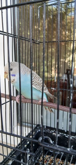 Toʻti 4-5 oylik qizbolasi