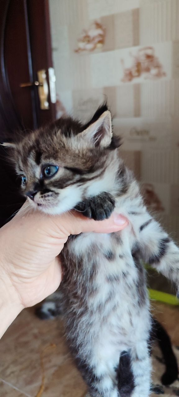 Котята в хорошие кури