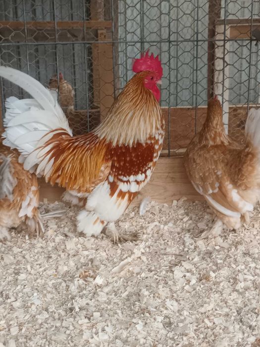 Matase japoneza si mii de flori