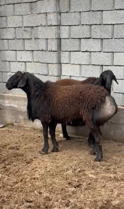 Гиссар прода кошкар сатылады