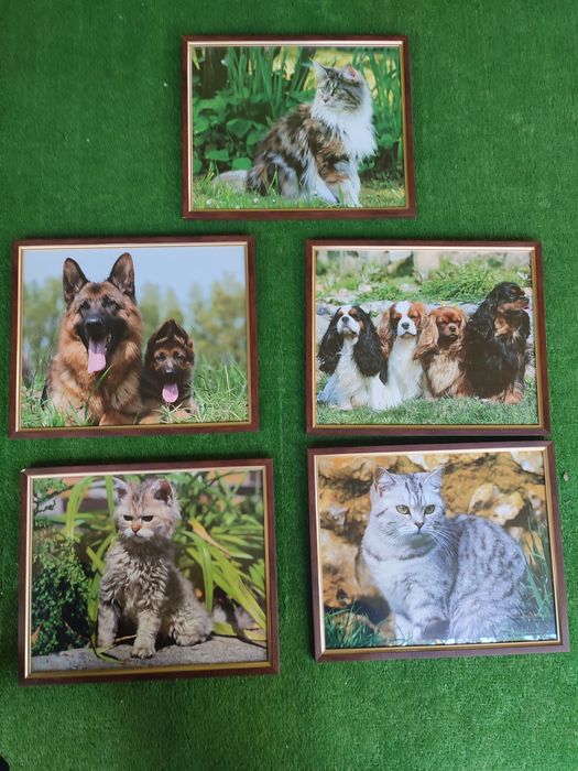 Tablouri animale pisica ,catei