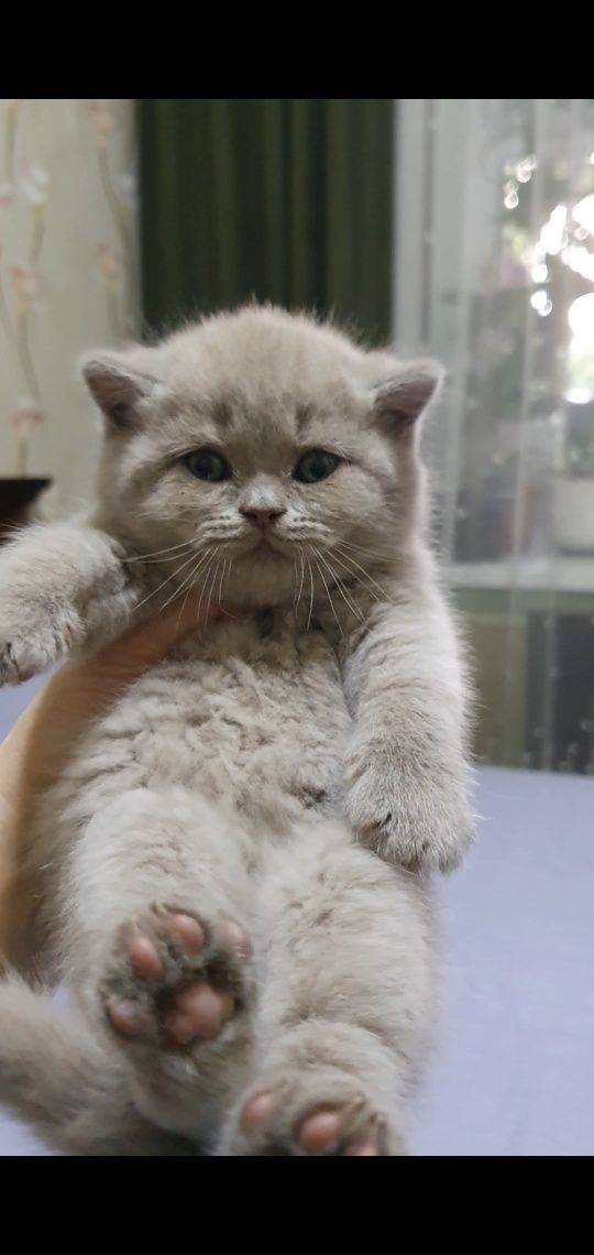 Готовые котята британской породы