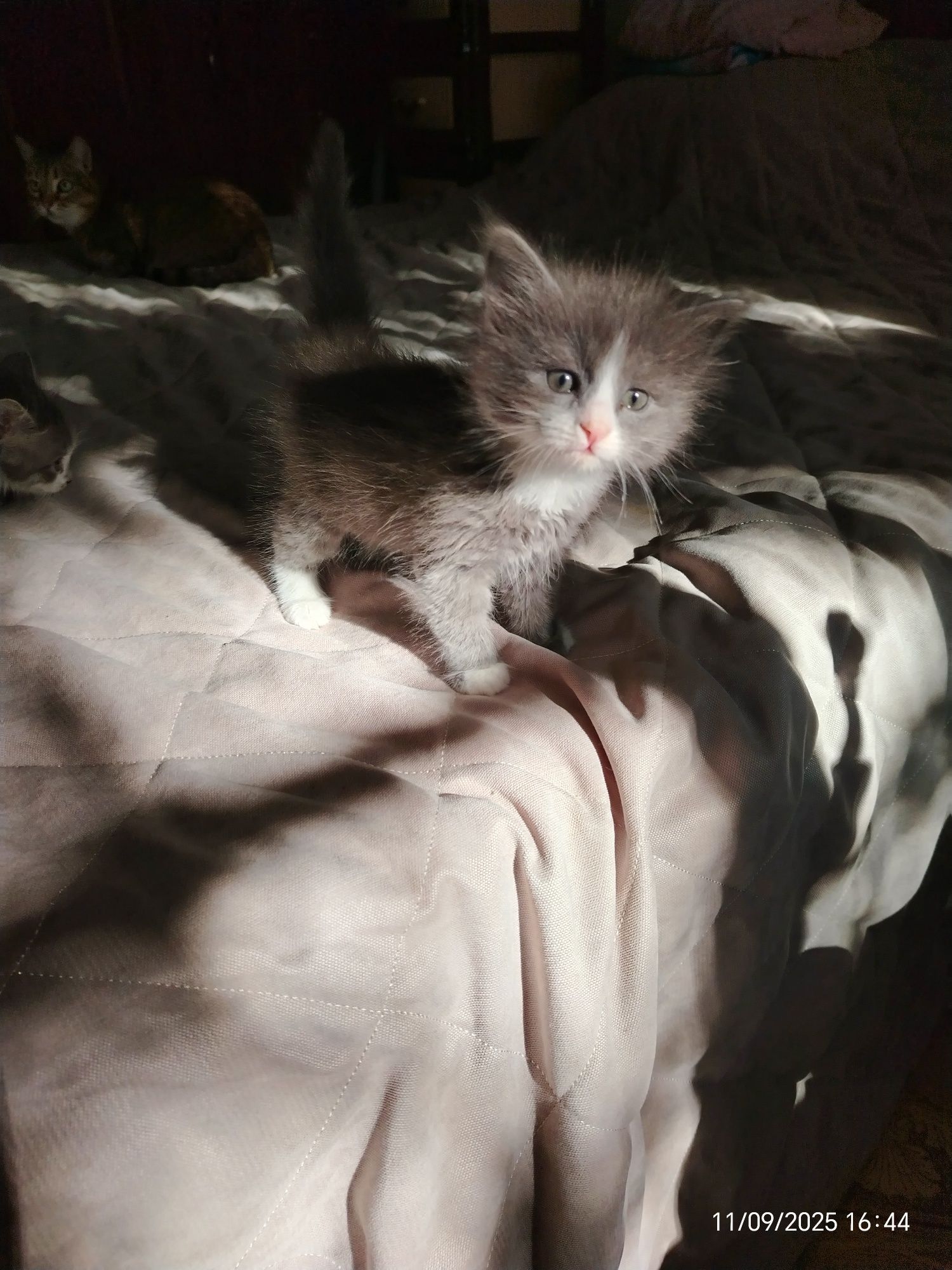 2 девочки 1,5 мес. В любящую, ответтвенную семью. .