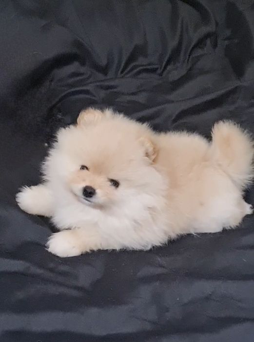 Померан мини мъжко