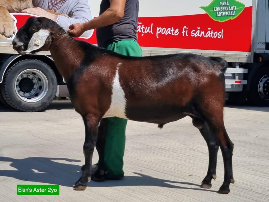 Vand tap anglo-nubian cu pedigree