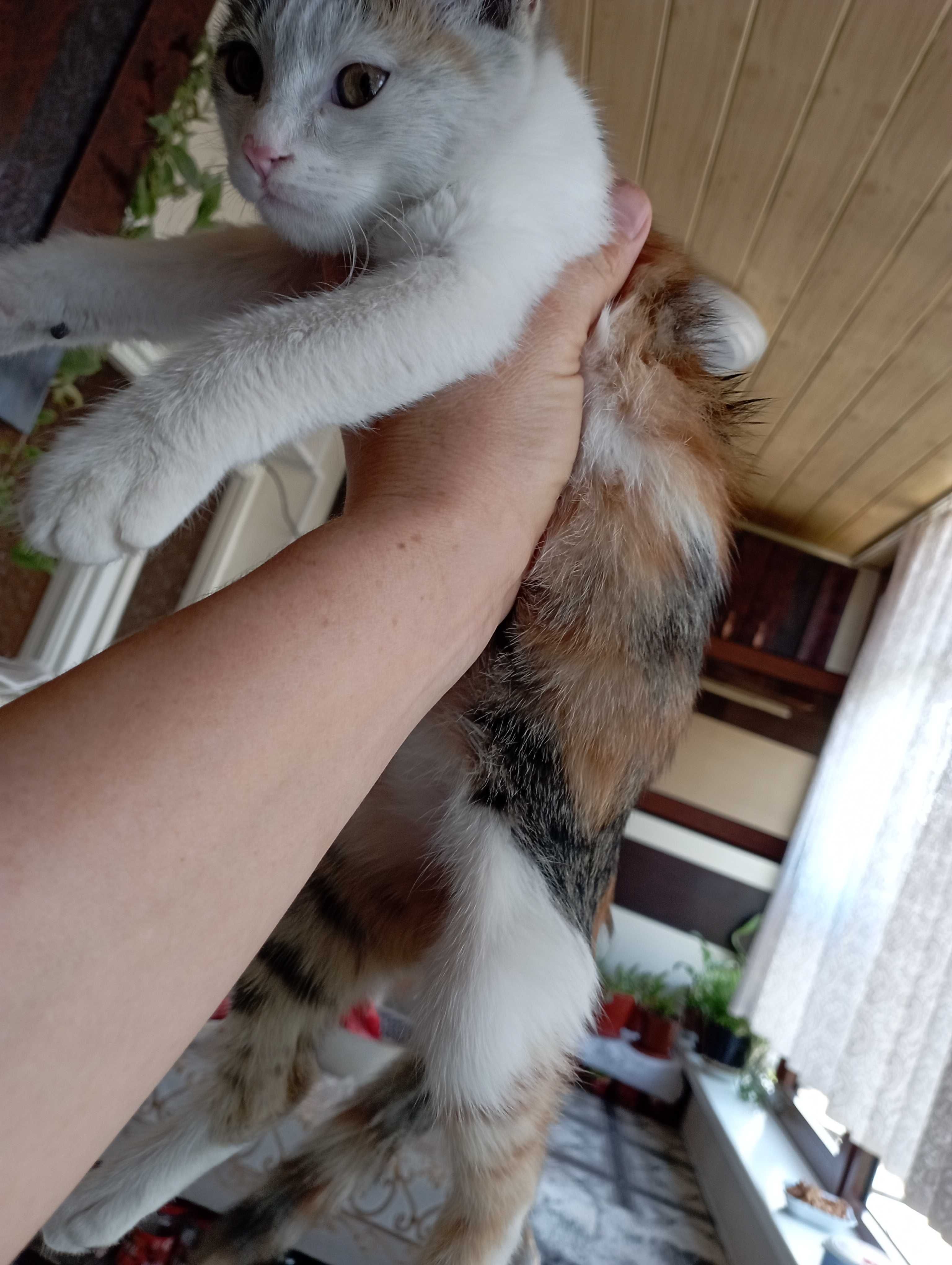 Отдам котенка в хорошие , добрые руки.