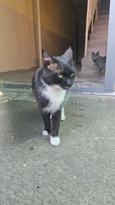 Mushuklar ogil bila qiz bola damashni uyga organgan  1 yoshdan oshdi