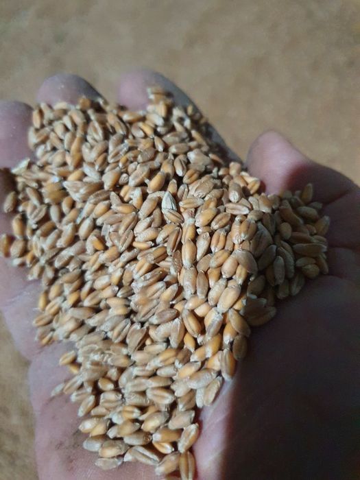 Grau,porumb,ovaz,orzoaica primavara,floarea soarelui,amestec cereale