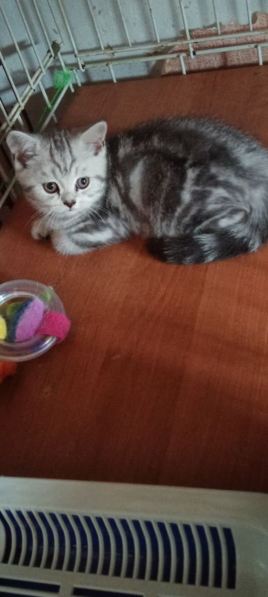 Продам шотладскую прямоухую кошечку .