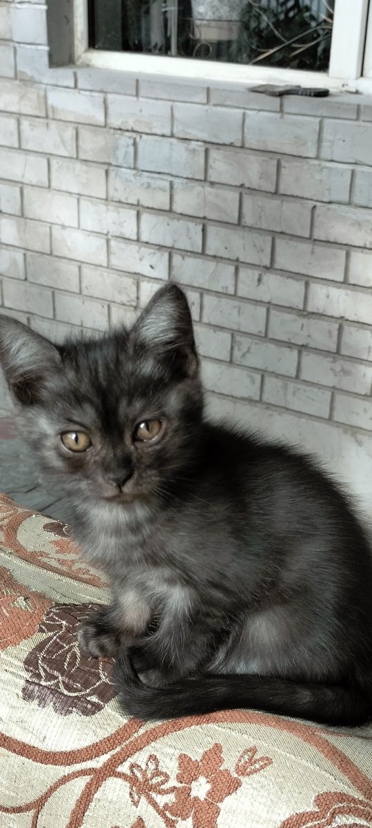 Продам красивых шотландских котят
