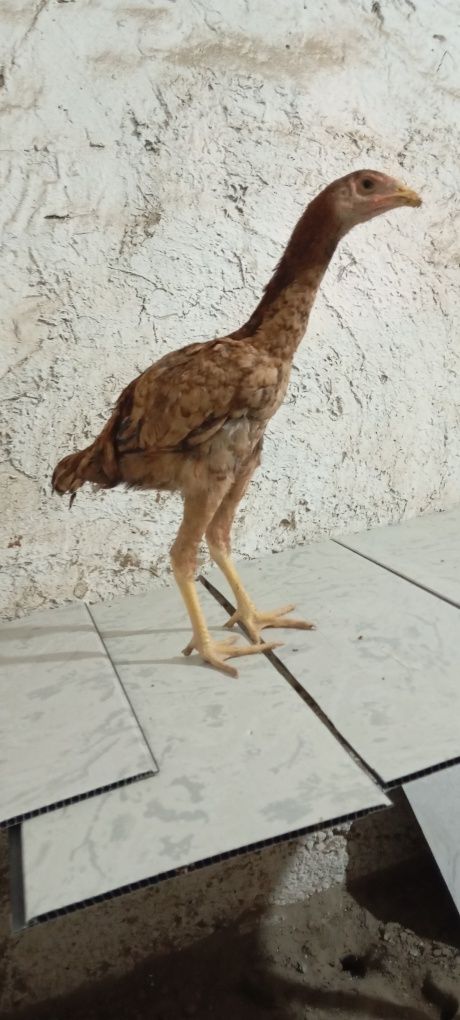 Toza makiyonchala sotiladi