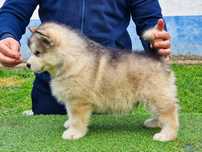 Alaskan Malamute Mascul - Calitate de Top, Linii de Campioni Mondiali