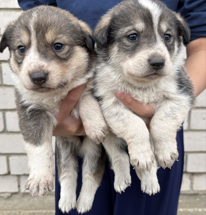 Отдат щенят в добрые руки