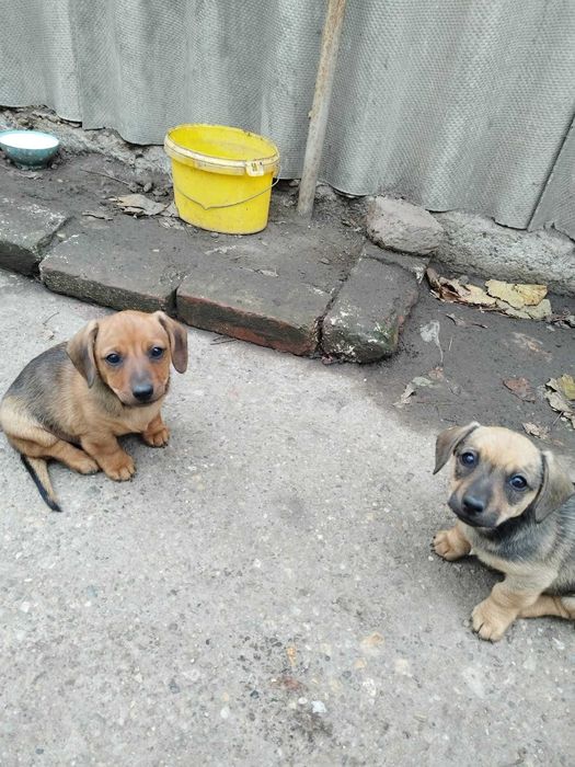 DONEZ catei teckel in arad