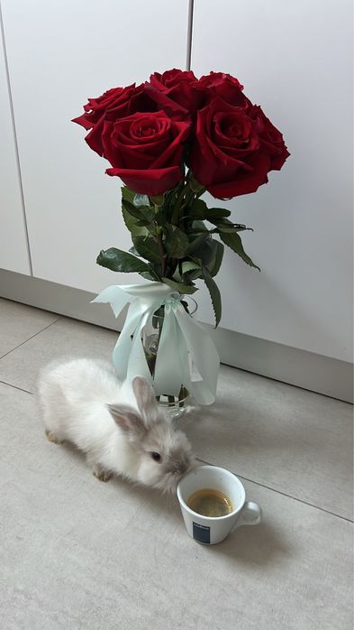 Iepure pitic , varsta 2 luni ( fetita)