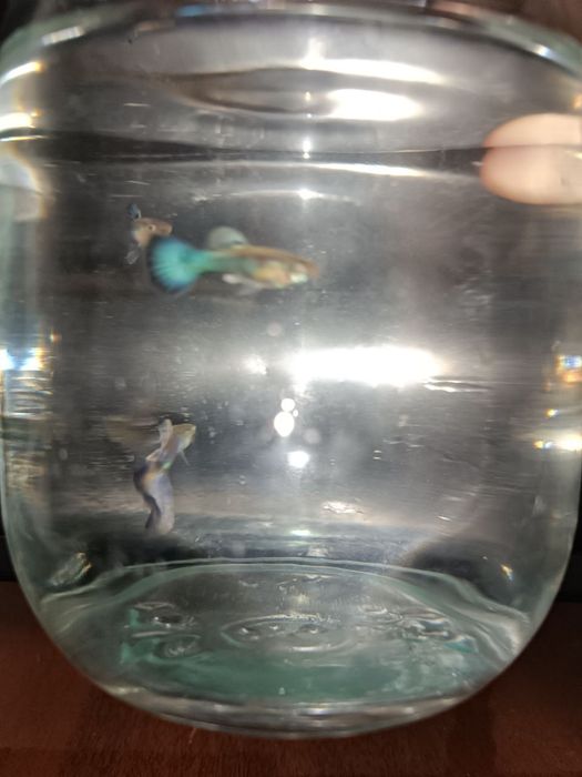 Малёк гуппи 10 тысяч