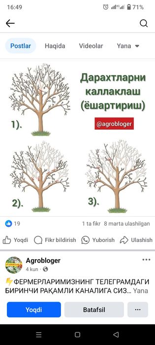 Daraxt kisish va shakli berish xezmati