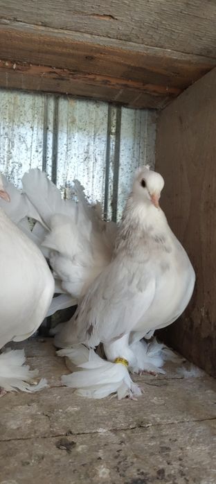 Vând porumbei voltati indieni