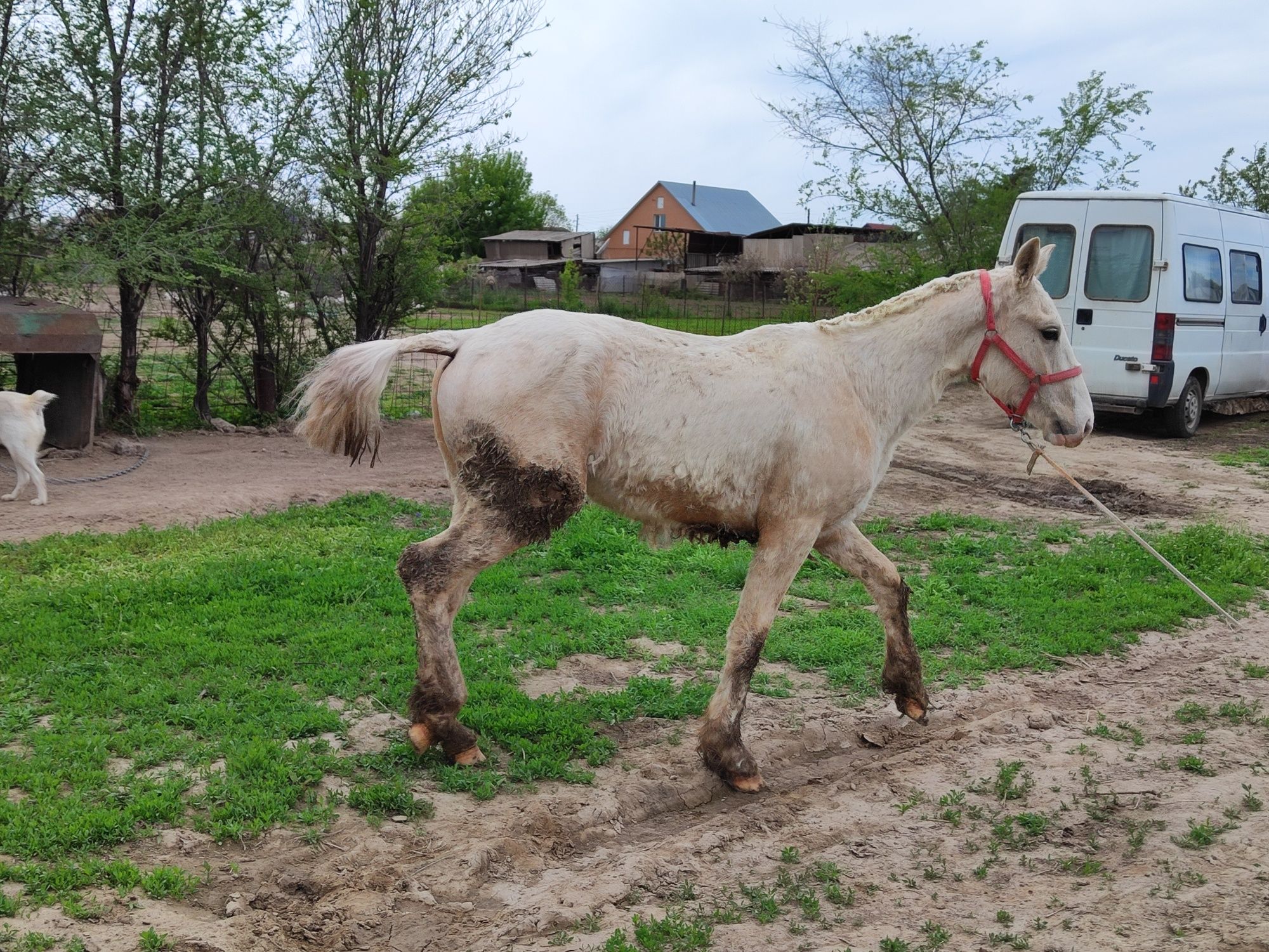 Тай лошадь жылкы