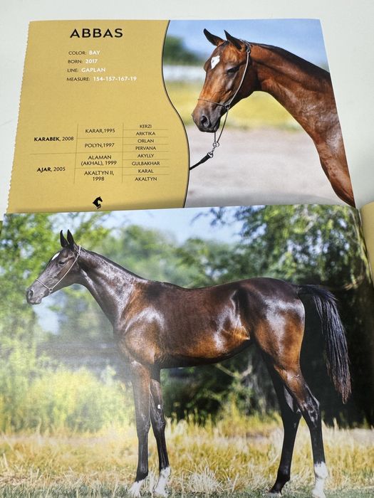 Продам Ахалтекинского жеребца