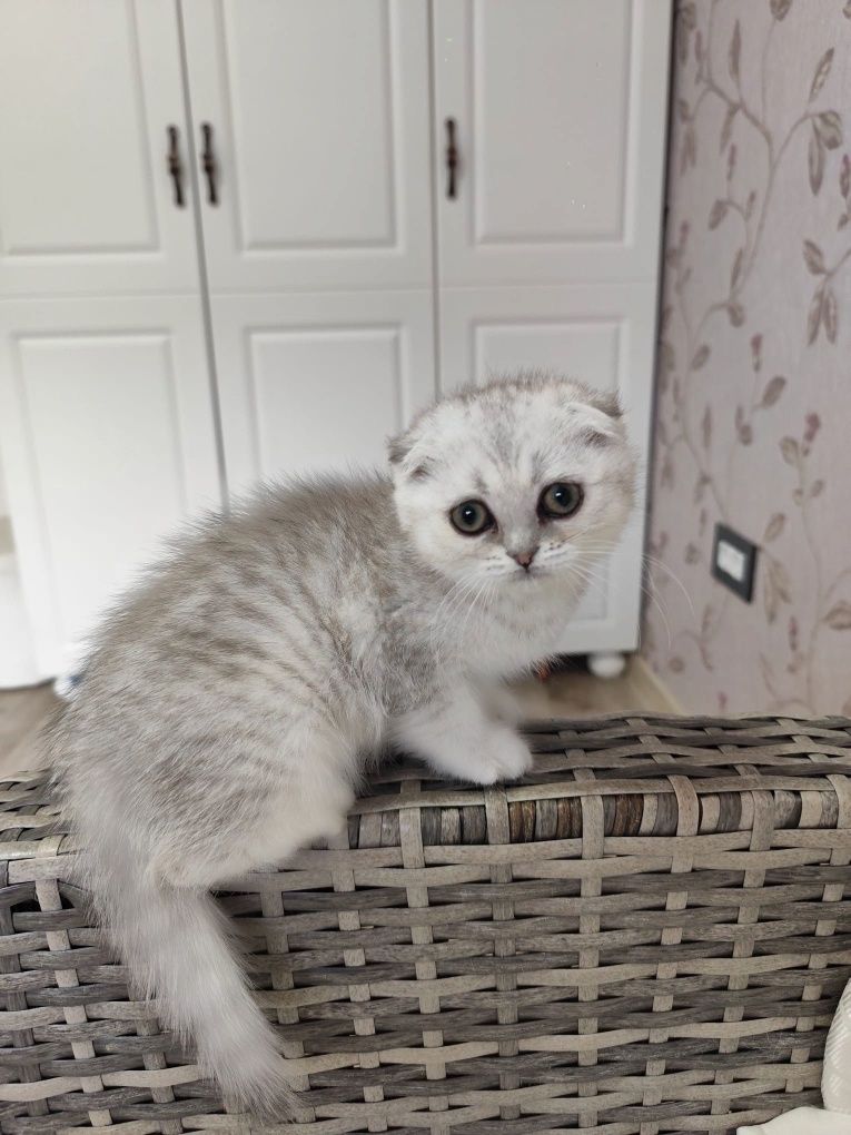 Scottish fold cu pedigree