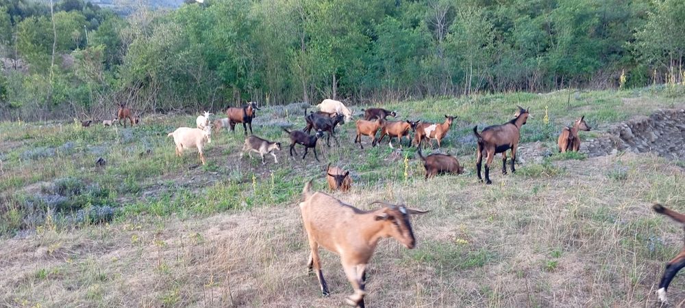 Vând turma  mica de capre