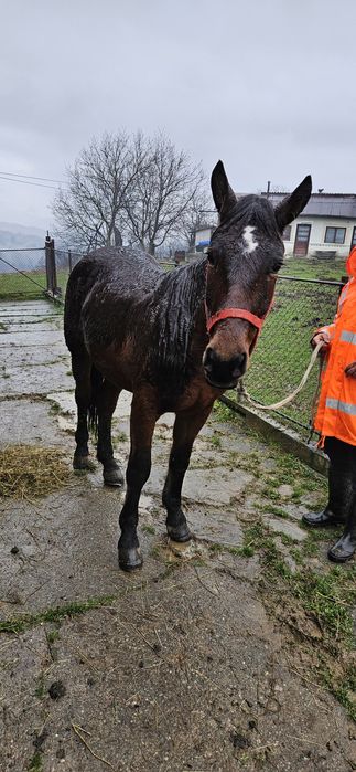 Cal de vânzare 2 ani jumate