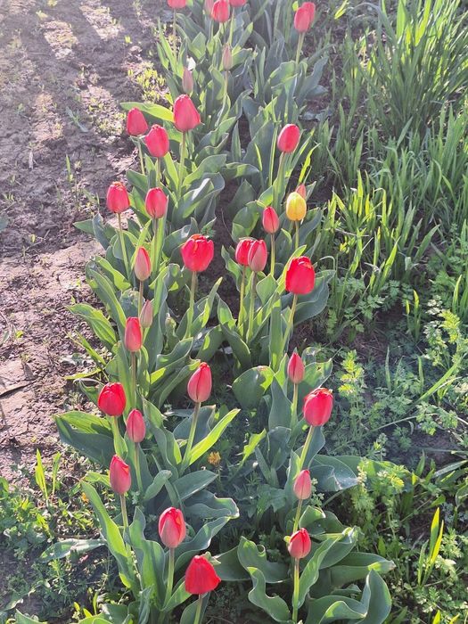 Har xil rangli lolalar narsis va geosintlar