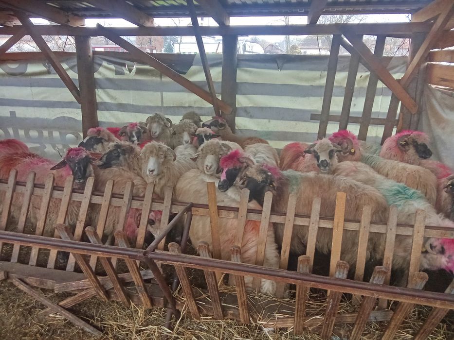 Vând 21 de oi țurcane