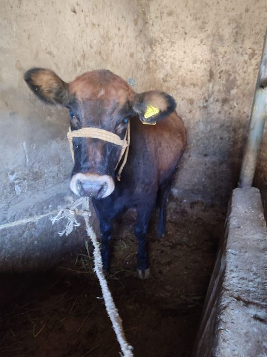 Продаётся срочно