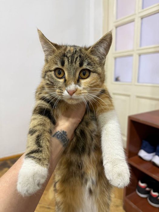 Котята девочки ищут свои семьи!