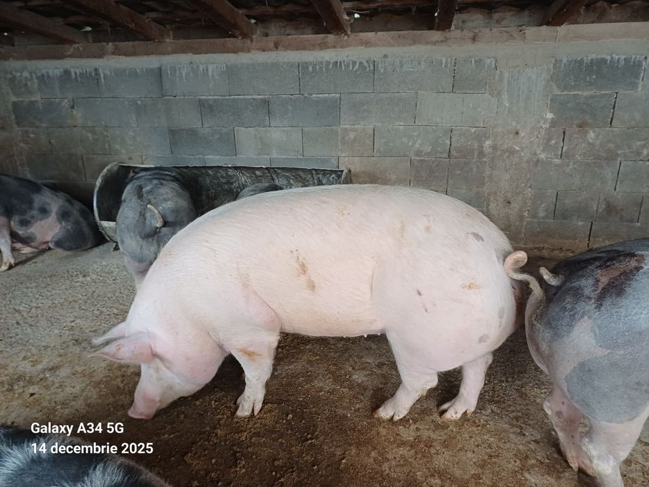 Vând porci de carne